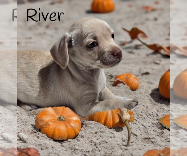 Medium Photo #1 Daug Puppy For Sale in Phelan, CA, USA