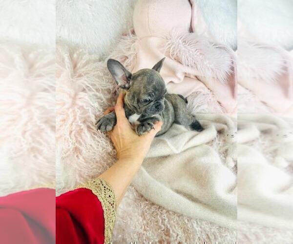 Medium Photo #5 French Bulldog Puppy For Sale in ORLANDO, FL, USA
