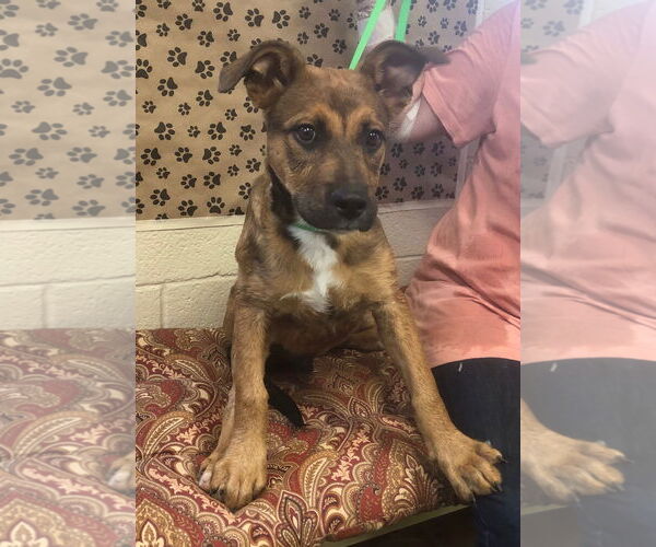 Medium Photo #2 German Shepherd Dog-Unknown Mix Puppy For Sale in Amarillo, TX, USA