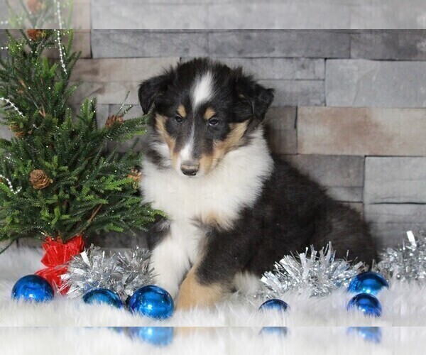 Medium Photo #4 Collie Puppy For Sale in APPLE CREEK, OH, USA