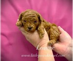 Image preview for Ad Listing. Nickname: Tiny Leanne