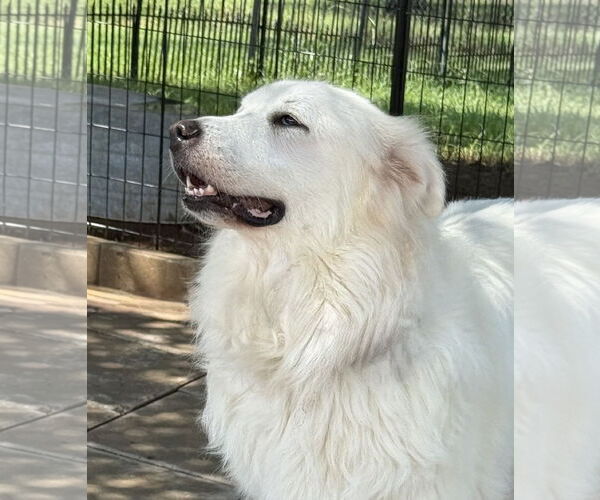 Medium Photo #4 Great Pyrenees Puppy For Sale in Spring, TX, USA