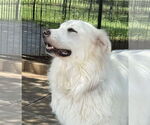 Small #3 Great Pyrenees