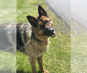 German Shepherd Dog Dogs for adoption in Seattle, WA, USA
