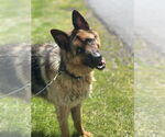 Small German Shepherd Dog