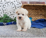 Small #15 Schnauzer (Miniature)