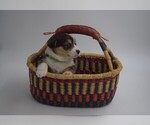 Small Photo #3 Pembroke Welsh Corgi Puppy For Sale in VALLEJO, CA, USA