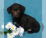 Small Photo #1 Labradoodle Puppy For Sale in FREDERICKSBG, OH, USA