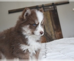 Small #1 Pomsky