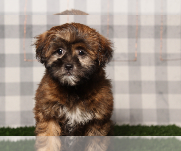 Medium Photo #1 ShihPoo Puppy For Sale in MARIETTA, GA, USA