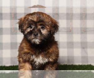 ShihPoo Puppy for sale in MARIETTA, GA, USA
