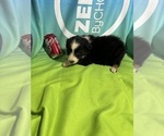 Puppy Luke Miniature Australian Shepherd