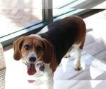 Small Photo #3 Bagle Hound Puppy For Sale in NAPLES, FL, USA
