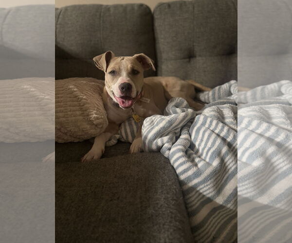 Medium Photo #1 American Pit Bull Terrier-American Staffordshire Terrier Mix Puppy For Sale in Phoenix, AZ, USA