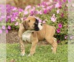 Small #2 Boxer