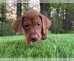 Small Photo #8 Vizsla Puppy For Sale in NEW YORK MILLS, MN, USA