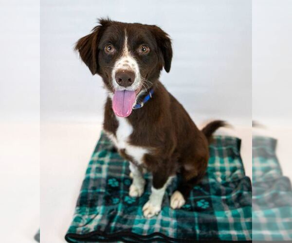 Medium Photo #5 Boykin Spaniel-English Springer Spaniel Mix Puppy For Sale in Kennesaw, GA, USA