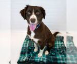 Small #4 Boykin Spaniel-English Springer Spaniel Mix