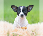 Small #4 Chihuahua