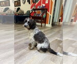 Small #5 Shih-Poo