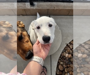 Labrador Retriever Dogs for adoption in PERRIS, CA, USA