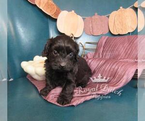 Dachshund-Poodle (Toy) Mix Puppy for sale in LE MARS, IA, USA