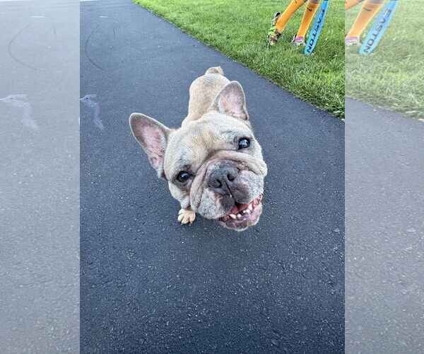 Medium Photo #2 French Bulldog-Unknown Mix Puppy For Sale in Farmington, MN, USA