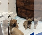 Small #15 French Bulldog-French Bullhuahua Mix