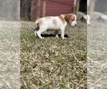 Small Photo #5 Brittany Puppy For Sale in ORRUM, NC, USA