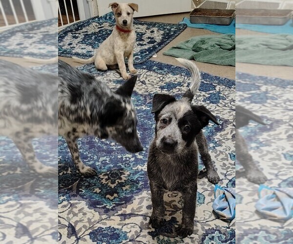 Medium Photo #2 Australian Cattle Dog Puppy For Sale in LAURENS, SC, USA