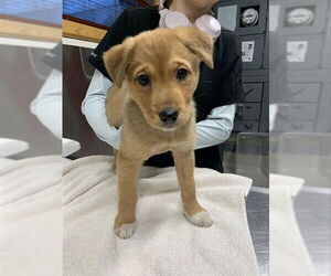 Siberian Husky Dogs for adoption in Fairbanks, AK, USA