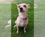 Small #1 Chihuahua Mix