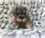Image preview for Ad Listing. Nickname: Stitch
