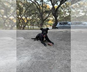 American Staffordshire Terrier-Unknown Mix Dogs for adoption in San Antonio, TX, USA