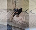 Kobe - Male Yorkshire Terrier Puppy for Sale - Photo #2