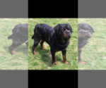 Small Photo #6 Rottweiler Puppy For Sale in ELLENVILLE, NY, USA
