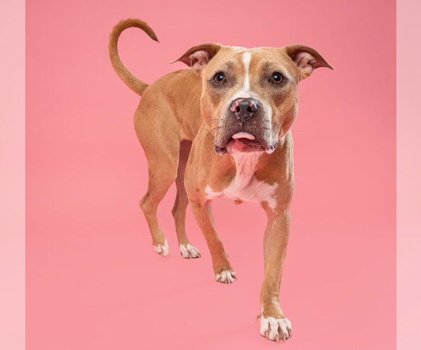 Medium Photo #8 American Pit Bull Terrier-Labrador Retriever Mix Puppy For Sale in Derwood, MD, USA