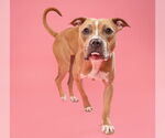 Small #7 American Pit Bull Terrier-Labrador Retriever Mix