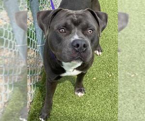 Mutt Dogs for adoption in Fayetteville, NC, USA