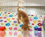 Frankie - Male Cavapoo mix (+ Poodle Miniature) Puppy for Sale - Photo #12