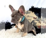 Small #1 French Bulldog