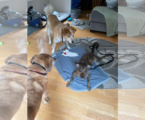 Medium Photo #5 Labrador Retriever-Spaniel Mix Puppy For Sale in Coventry, CT, USA
