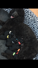 Mother of the Sheepadoodle puppies born on 03/28/2018