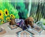 Small #3 Dachshund