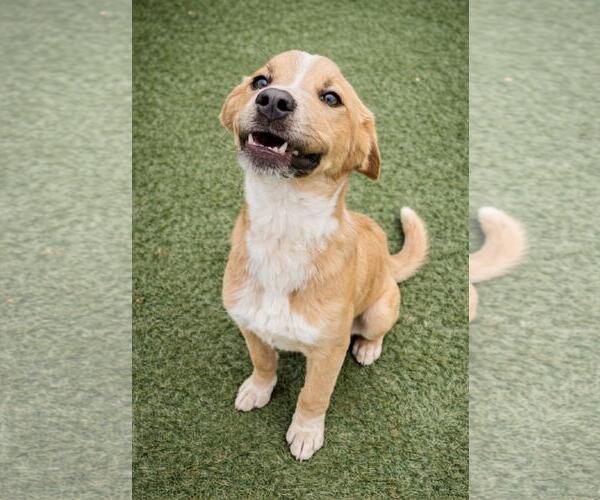 Medium Photo #3 Mutt Puppy For Sale in Rockwall, TX, USA