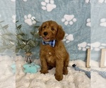 Small #1 Goldendoodle mix (+ Poodle Miniature)
