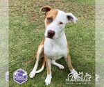 Small #2 American Pit Bull Terrier