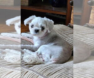 Shih Tzu-Unknown Mix Dogs for adoption in New London, WI, USA