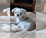 Small Shih Tzu Mix