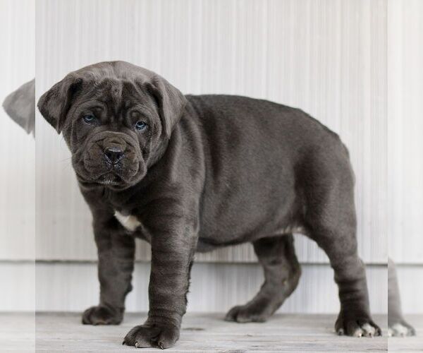Medium Photo #2 Cane Corso Puppy For Sale in LANCASTER, PA, USA